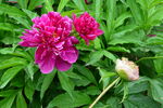 芍药花 