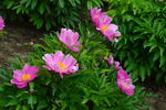 芍药花 