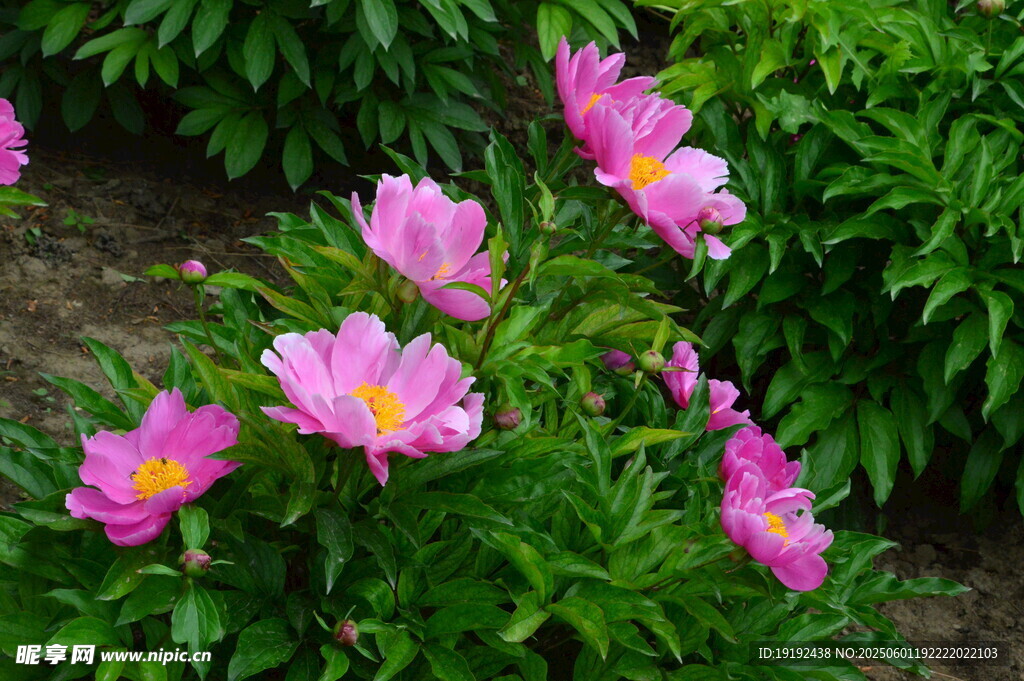 芍药花 