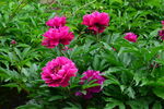 芍药花  