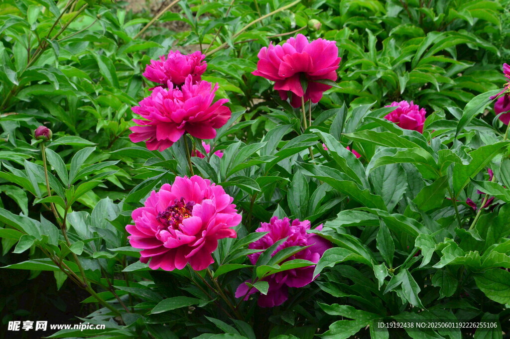 芍药花  