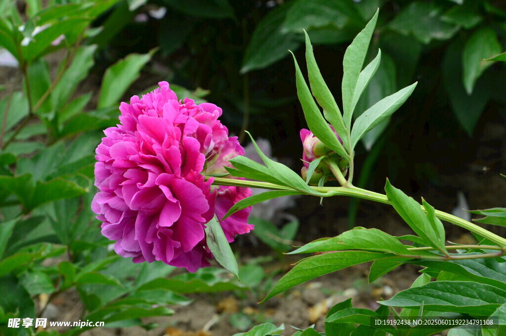 芍药花  
