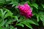 芍药花  
