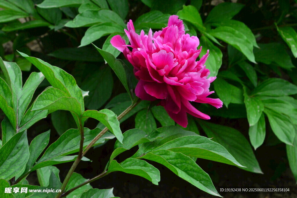 芍药花  