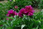 芍药花  