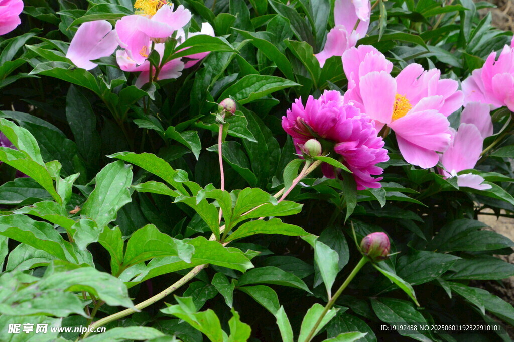 芍药花  