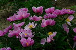 芍药花  