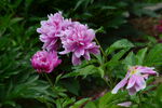 芍药花 