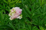 芍药花  