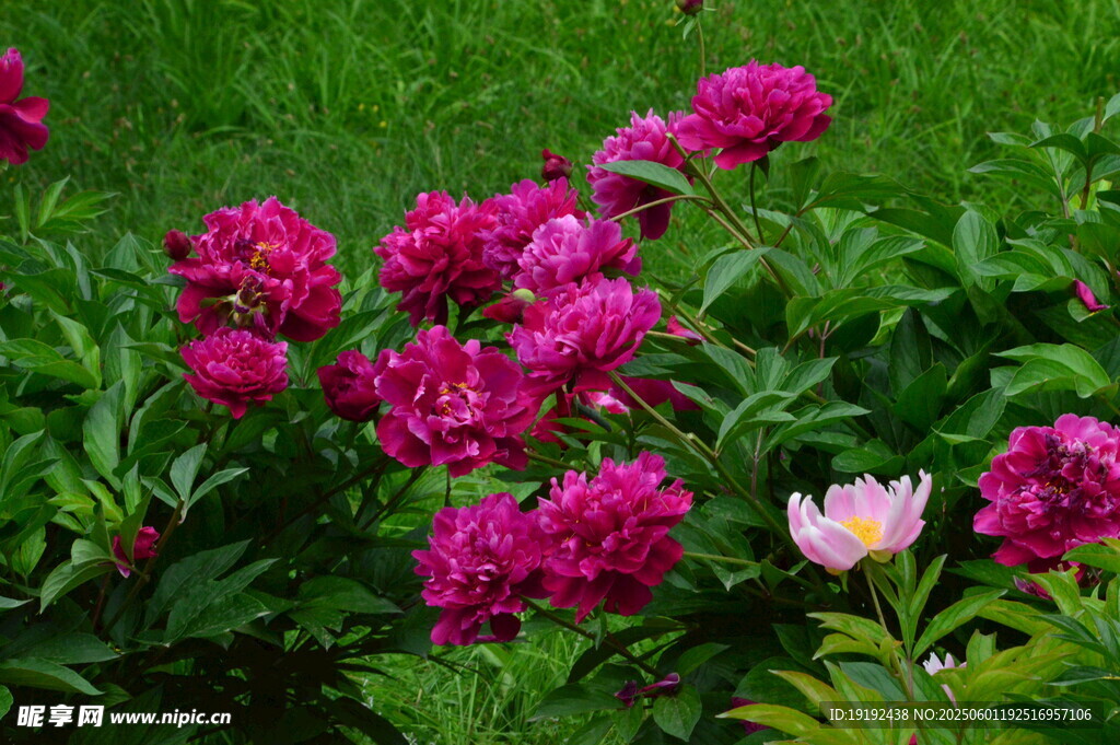 芍药花  