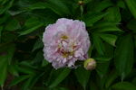 芍药花  