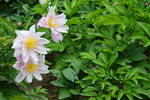 芍药花  