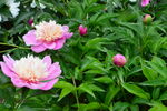 芍药花 