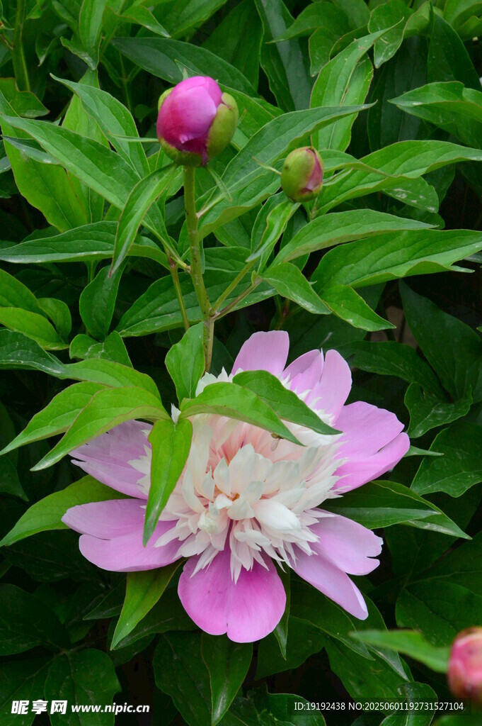 芍药花  