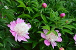 芍药花  