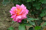 月季花 