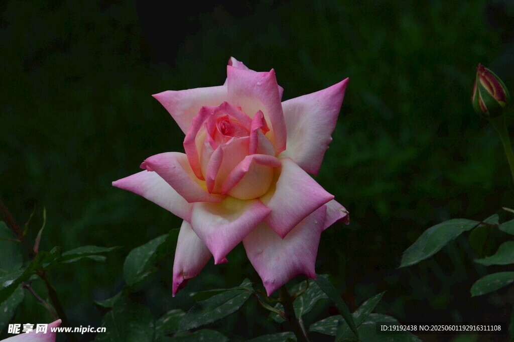 月季花  