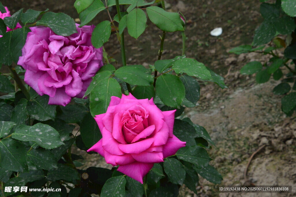 月季花 