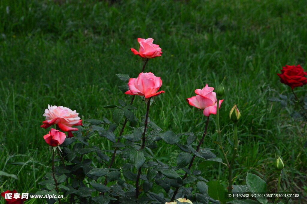 月季花  