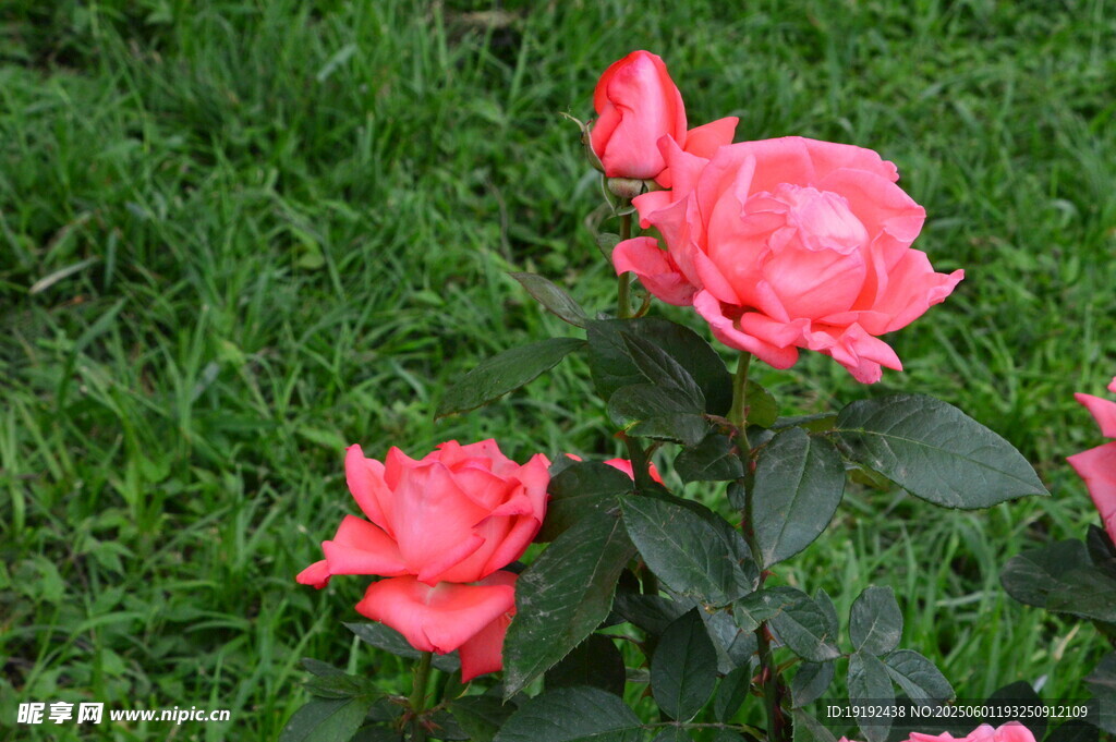 月季花
