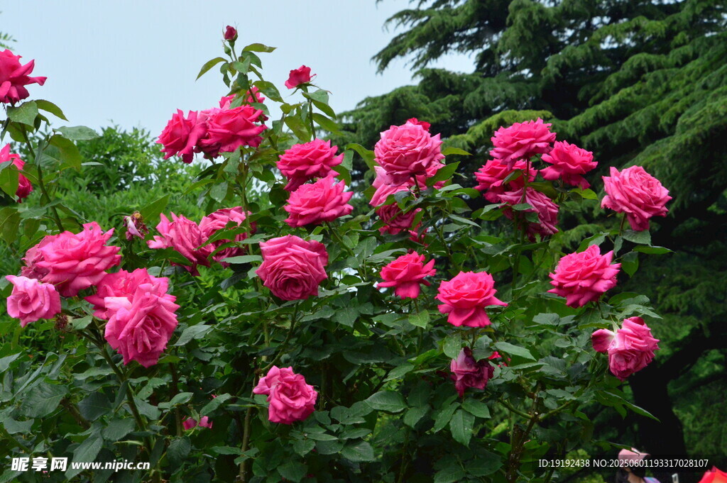 月季花 