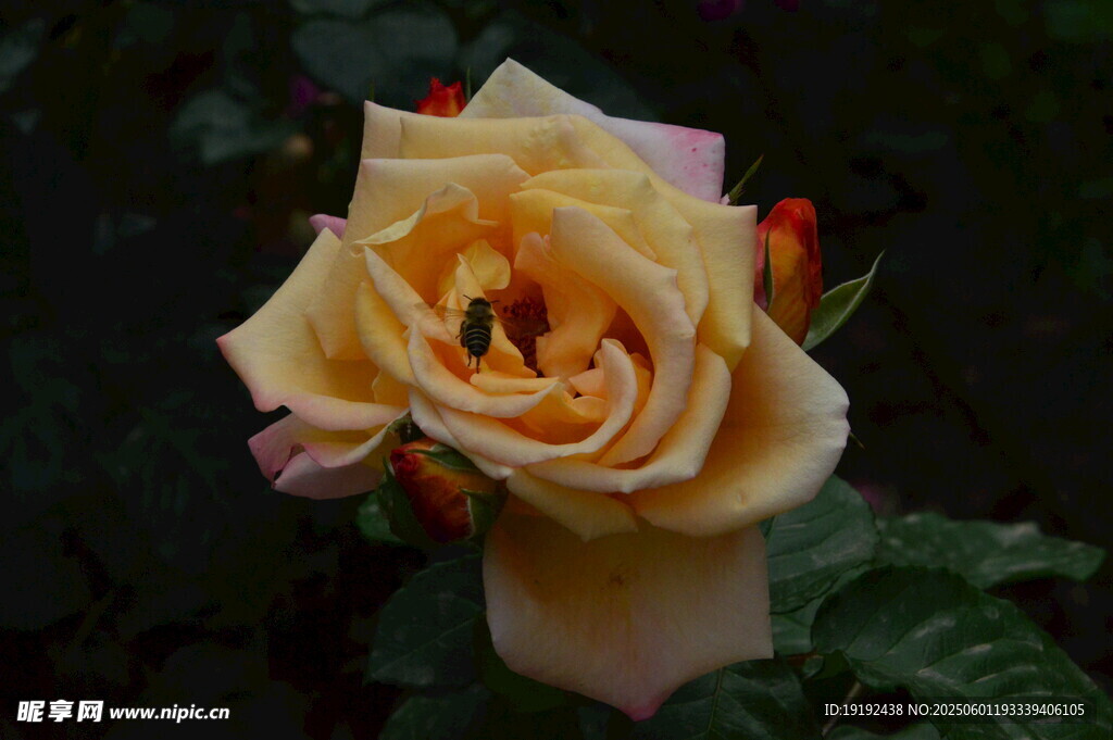 月季花 
