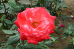 月季花 