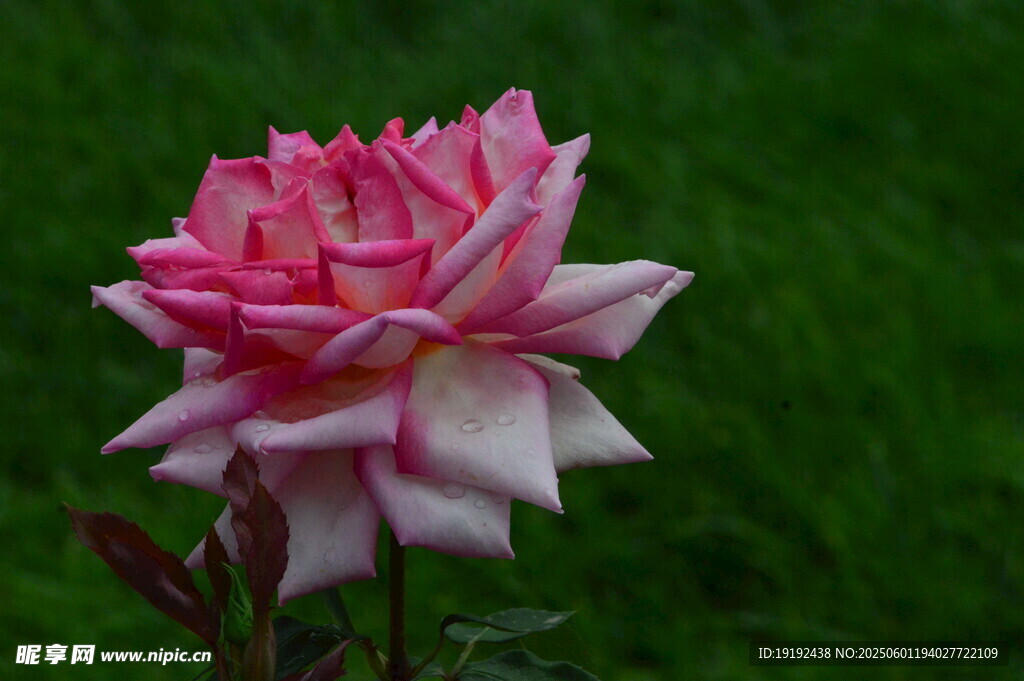 月季花  