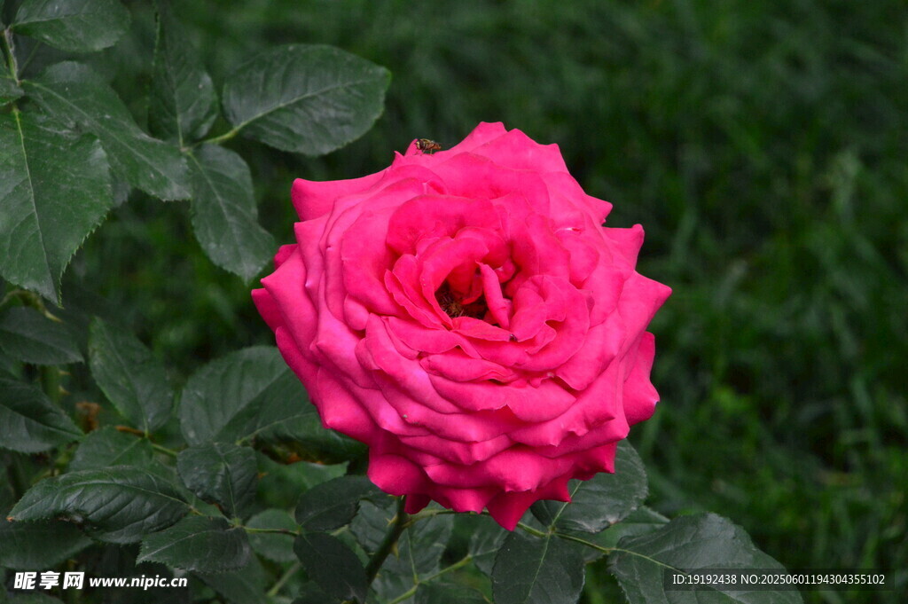 月季花  