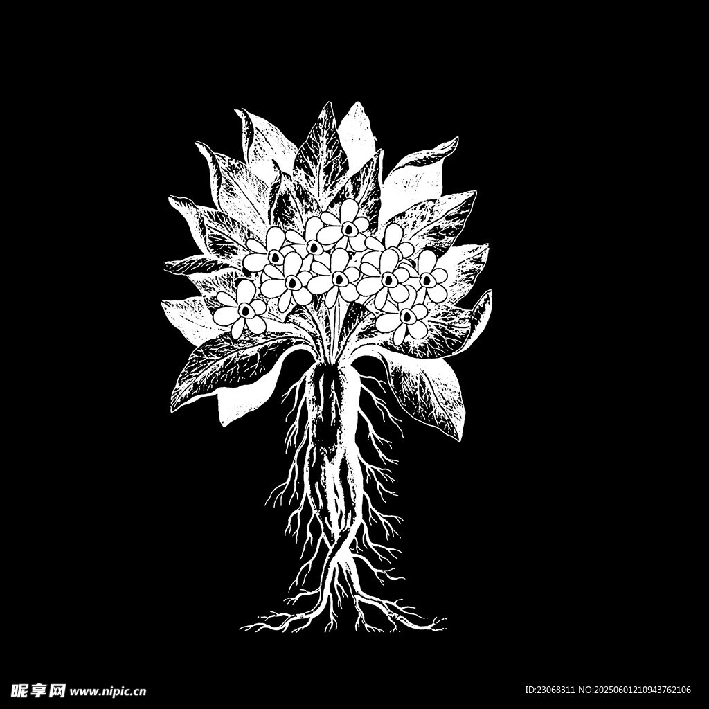 黑白花卉根系艺术插画