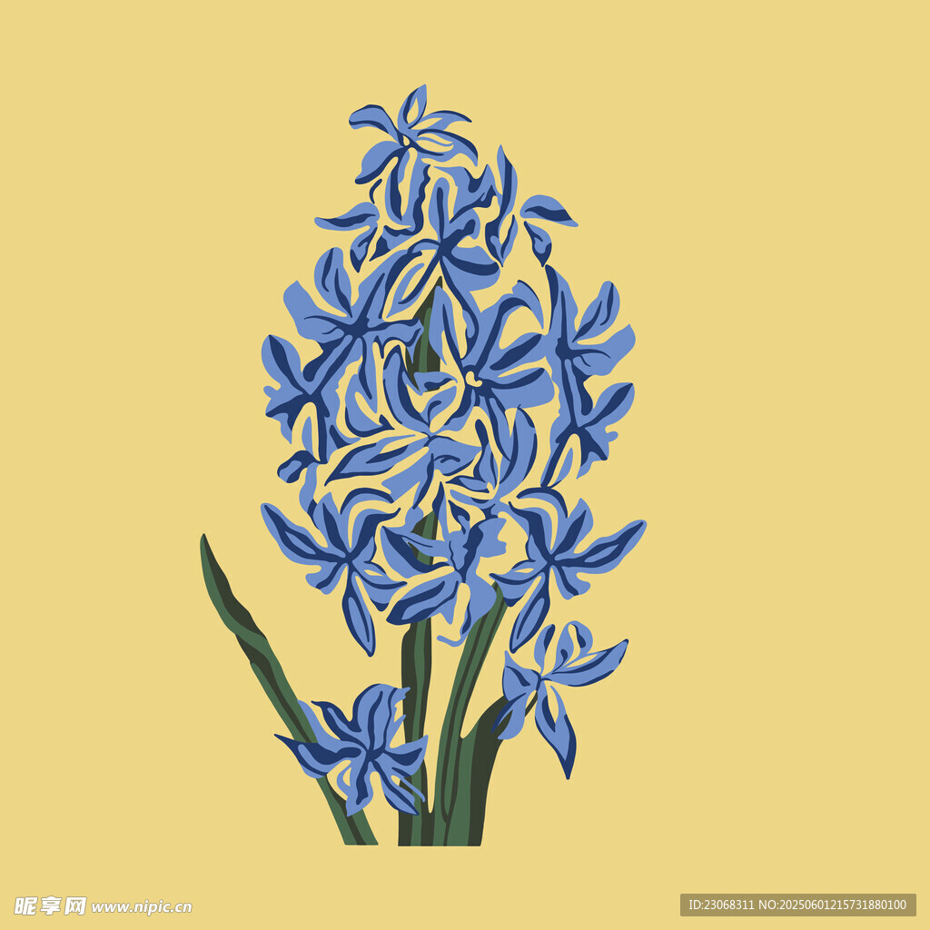 蓝色风信子插画