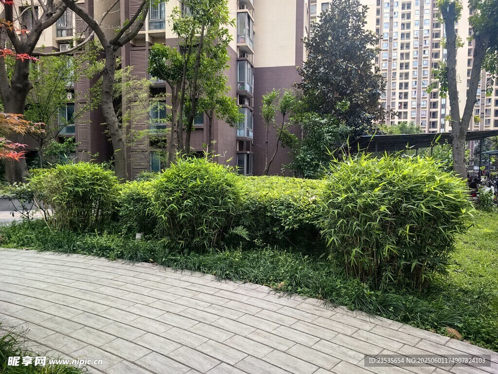 凤尾竹