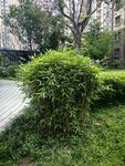 凤尾竹