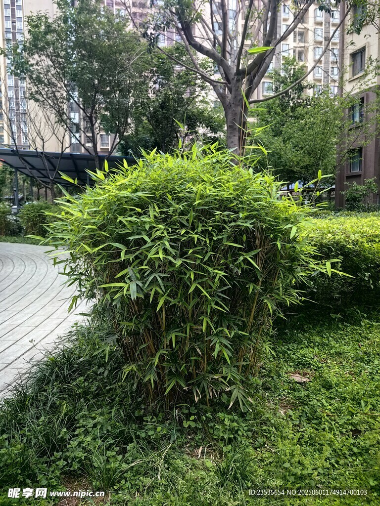 凤尾竹