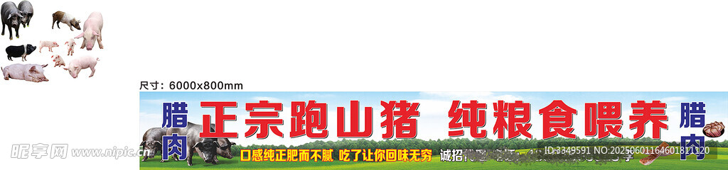 跑山猪