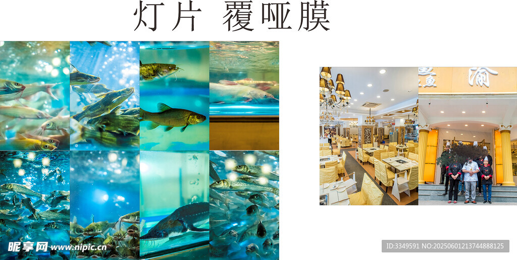 鱼种类广告