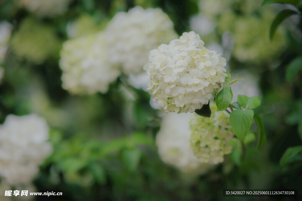 洁白绣球花