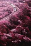 花海列车