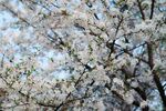 烂漫樱花树