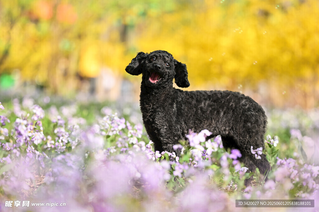 靠德阿古阿犬