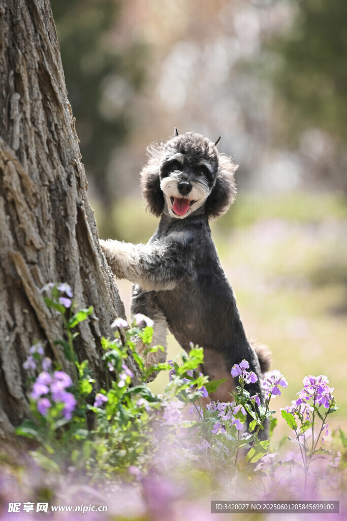 葡萄牙水犬