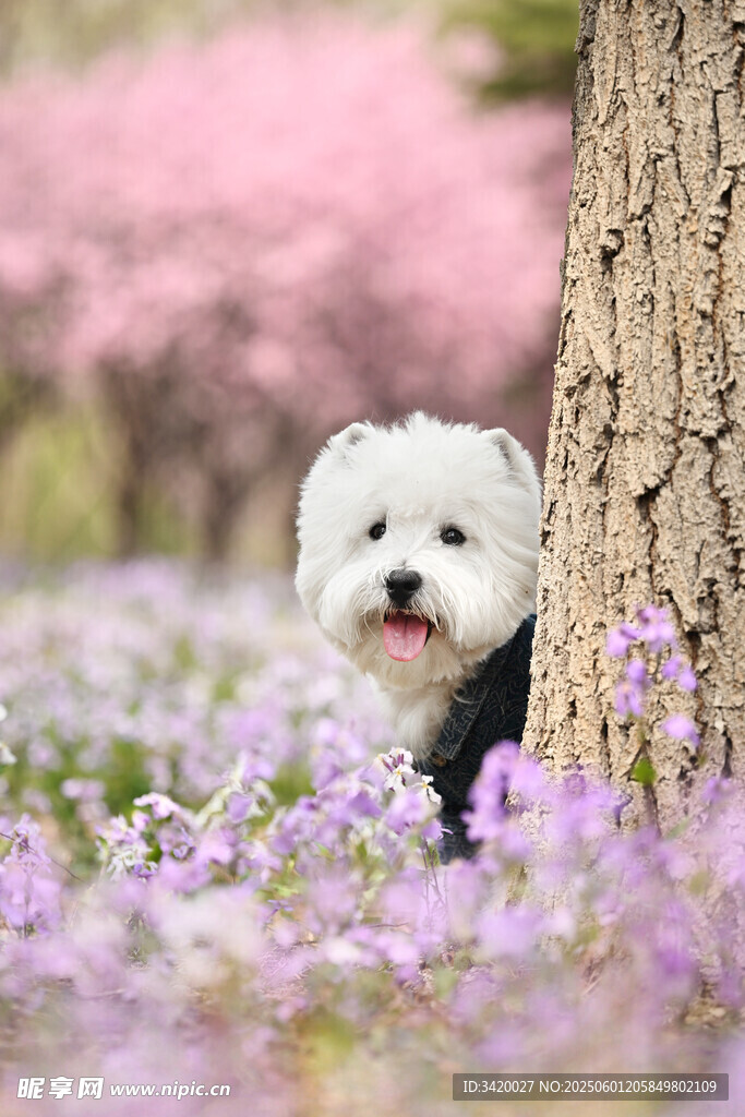 西高地白梗
