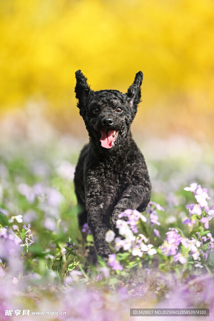 葡萄牙水犬