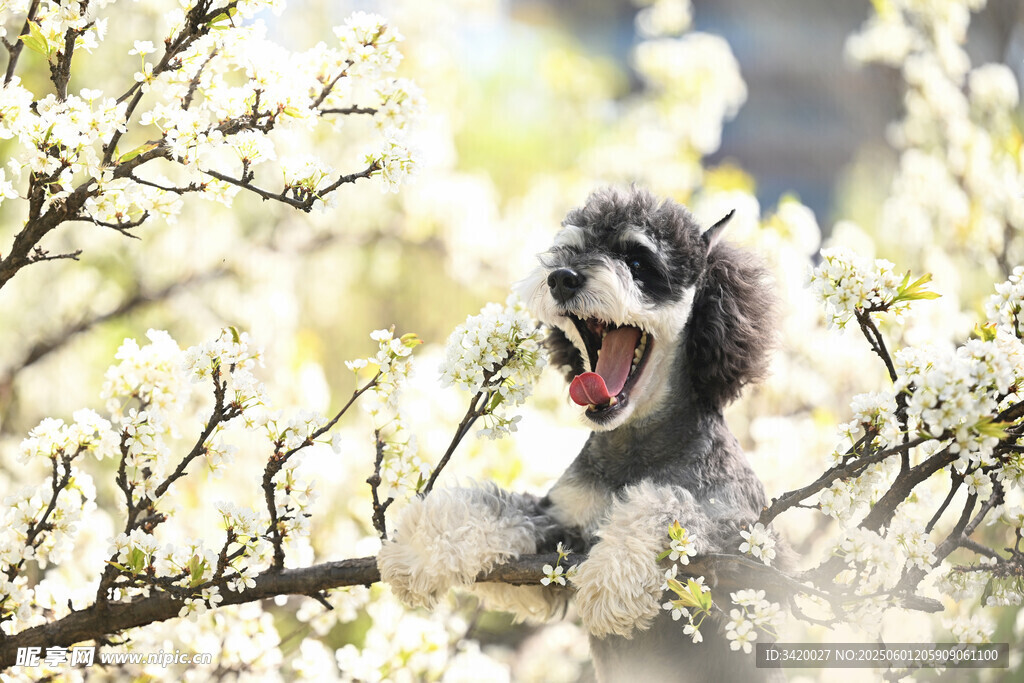 靠德阿古阿犬