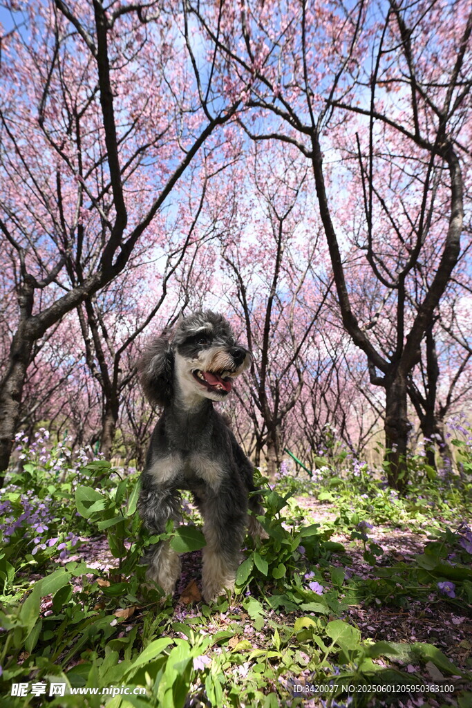 靠德阿古阿犬