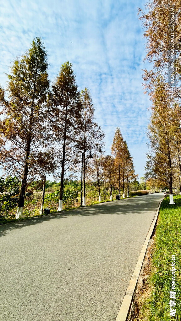 林间柏油路 清新自然景