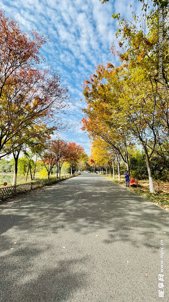 秋日林荫道美景