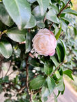 娇艳山茶花绽放绿叶间