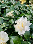 洁白山茶花绽放绿叶间