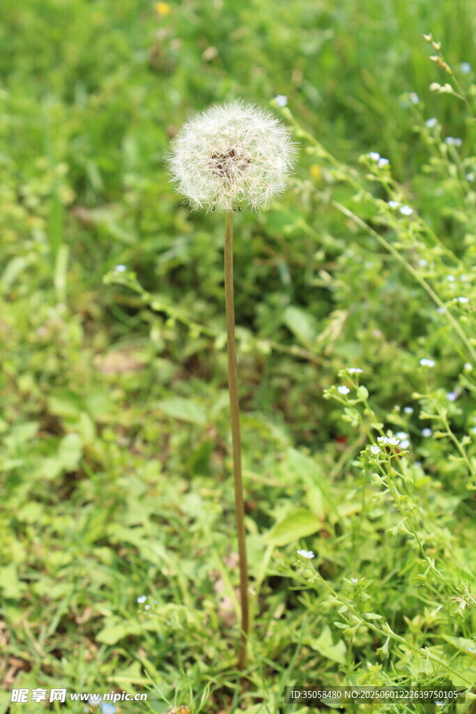 蒲公英